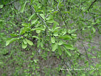 MRG-2017-414A Phaulothamnus spinescens (MRG-10ago17-a).JPG