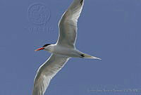 CNS0956 Thalasseus elegans.jpg