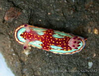 AEG0012 Felimida sphoni.jpg