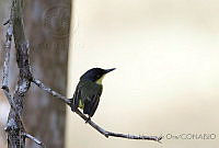 IMDOC0613 Todirostrum cinereum.jpg