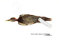 ME006 Aves 0678 Dryocopus lineatus.jpg