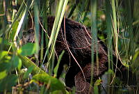 FBA0530 Alouatta pigra.jpg
