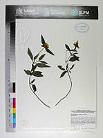 JAdNV0313 Jefea lantanifolia.JPG