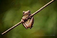RIZG01 Trachycephalus vermiculatus.jpg