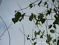 MEGA 0718 Gossypium aridum.JPG