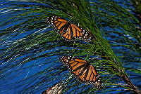 IDG1868 Danaus plexippus.jpg