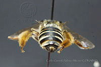 CGVM1210 Melissodes communis.jpg