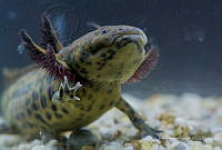 IMDOC2245 Ambystoma andersoni.jpg