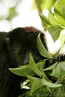 CNS0003 Alouatta villosa.jpg