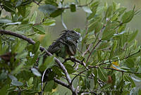 MASM01923 Iguana iguana.jpg