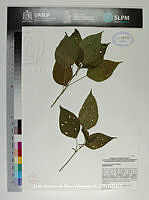 JAdNV0545 Acalypha schiedeana.JPG
