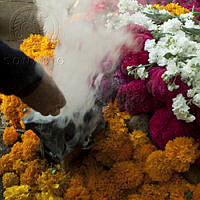 Tagetes erecta_9543.jpg