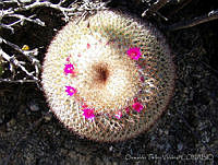 OTV4344 Mammillaria flavicentra.jpg