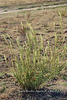SG002 0012 Reseda luteola.jpg