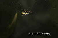 JCC0251 Micrathena mitrata.JPG