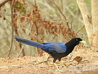 MAGB 0033 Cyanocorax beecheii.JPG