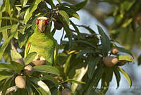 MASM07957 Amazona albifrons.jpg