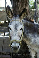 IMDOC1795 Equus asinus.jpg