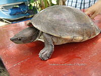 NE017 136 Dermatemys mawii.jpg