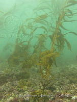 RRR0069 Macrocystis pyrifera.JPG