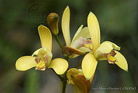 JMN0014 Bletia adenocarpa.jpg