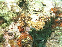 NE018 0551 Agaricia agaricites.jpg