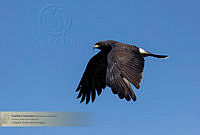 36_Rostrhamus sociabilis.jpg