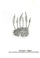 MARL0267 Encalypta vulgaris.jpg