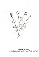 MARL0541 Plumbago pulchella.jpg