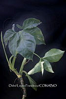 Zongo 2113 Syngonium neglectum.jpg