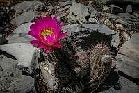 FBA0452 Echinocereus reichenbachii ssp. armatus.jpg