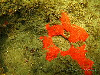 CGG0425 Dragmacidon lunaecharta.JPG