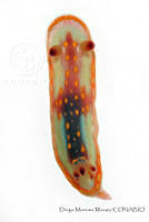 DMM010 Chromodoris sphoni.jpg