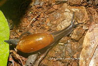 JCC0443 Streptostyla potosiana.JPG