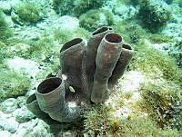 NE018 0668 Callyspongia (Cladochalina) vaginalis.jpg