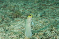 IDG1688 Opistognathus aurifrons.jpg