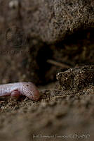 IDG0709 Bipes biporus.jpg