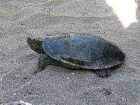 RLR0090 Trachemys scripta.jpg