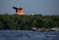 AB001 Phoenicopterus ruber.jpg