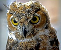 AMC01 Bubo virginianus.jpg