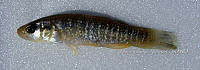 HE009 P 0112 Fundulus sp.jpg