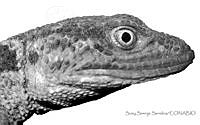 SSS0004 Xenosaurus rectocollaris.JPG