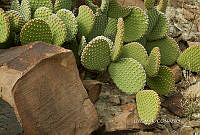 3R 01273 Opuntia microdasys.jpg