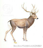 MAPM1243 Cervus canadensis ssp. hanglu.jpg