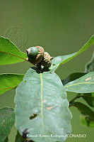 RRR0782 Quercus glaucoides.jpg