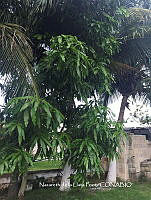 ZG012 0001 Mangifera indica.jpg