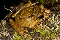 ECA0213 Craugastor galacticorhinus.jpg