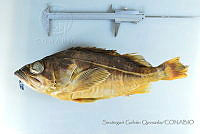 SGQ1028 Sebastes macdonaldi.jpg
