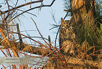 33_Bubo virginianus CONABIO.jpg