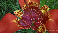 LCF0111 Tigridia pavonia.jpg